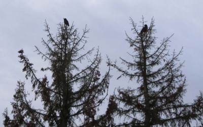 Heute morgen in der Dämmerung . . .